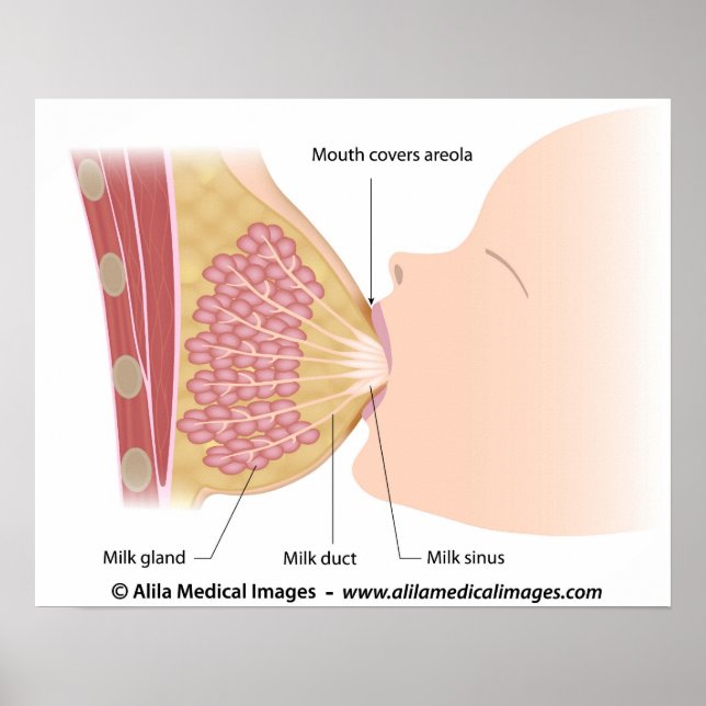 Breastfeeding technique, labelled drawing. poster (Front)