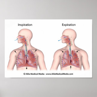 Respiratory System Posters | Zazzle Canada