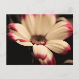 Breathless Postcard