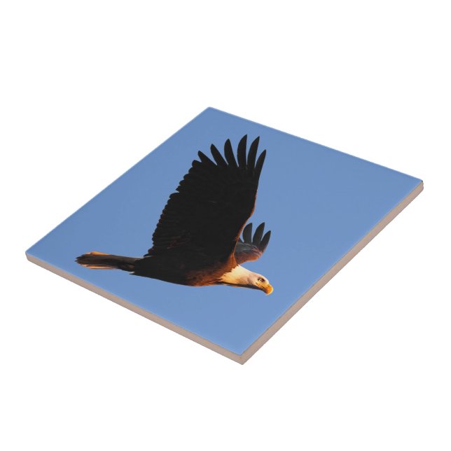 Breathtaking Bald Eagle in Winter Sunset Flight Tile (Side)