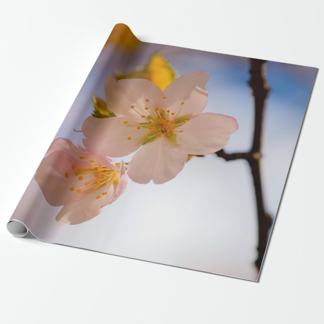 Breathtaking Beauty Of Sakura Flowers Wrapping Paper (Unrolled)