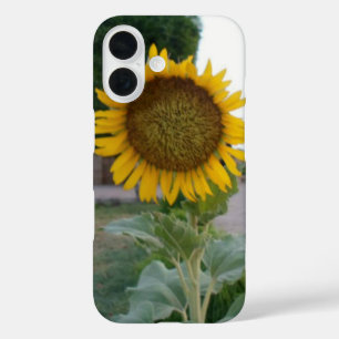 Breathtaking Natural Sunflower   Golden Radiance A iPhone 16 Case