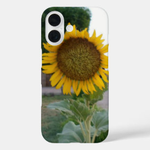Breathtaking Natural Sunflower   Golden Radiance A iPhone 16 Case