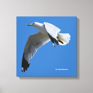 Breathtaking Ring-Billed Gull in Flight Canvas Print