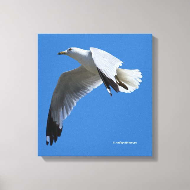 Breathtaking Ring-Billed Gull in Flight Canvas Print (Front)