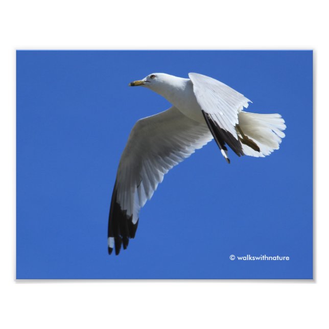Breathtaking Ring-Billed Gull in Flight Photo Print (Front)