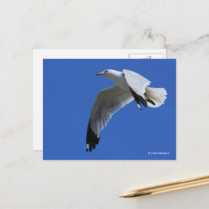 Breathtaking Ring-Billed Gull in Flight Postcard