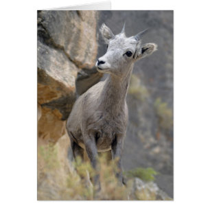 Brebis de Bighorn de désert