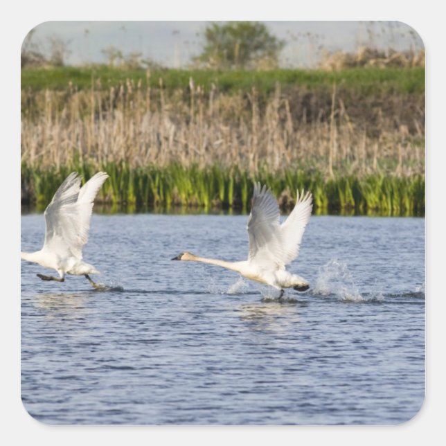 Breeding pair of tundra swans takeoff for square sticker (Front)
