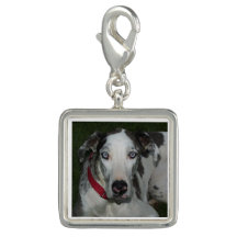 Charme de great dane Merlequin