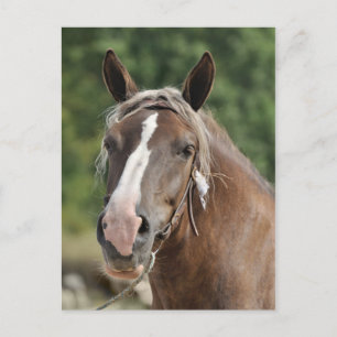 Breton draught mare postcard