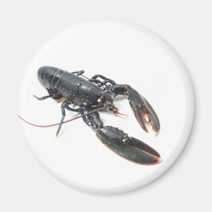 Breton lobster magnet