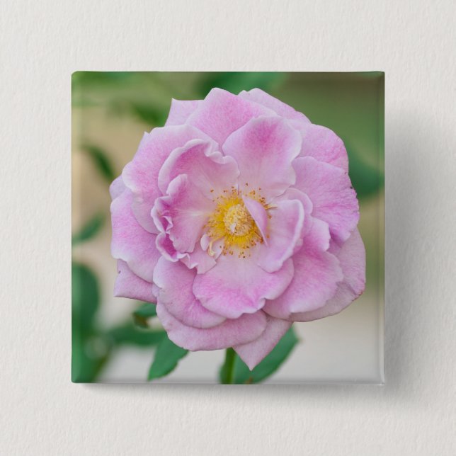 Briar Rose 2 Inch Square Button (Front)