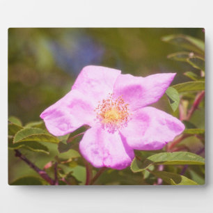 Briar Rose Plaque