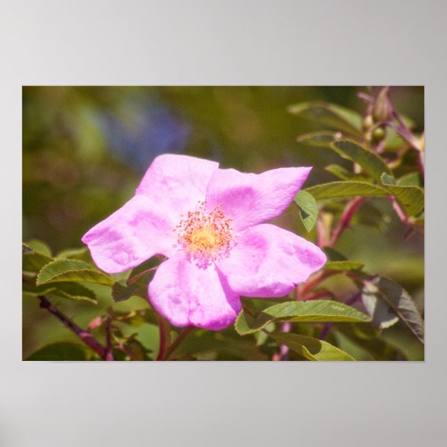 Briar Rose Poster (Front)