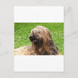 Briard fauve postcard