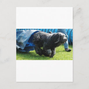 Briard Postcard