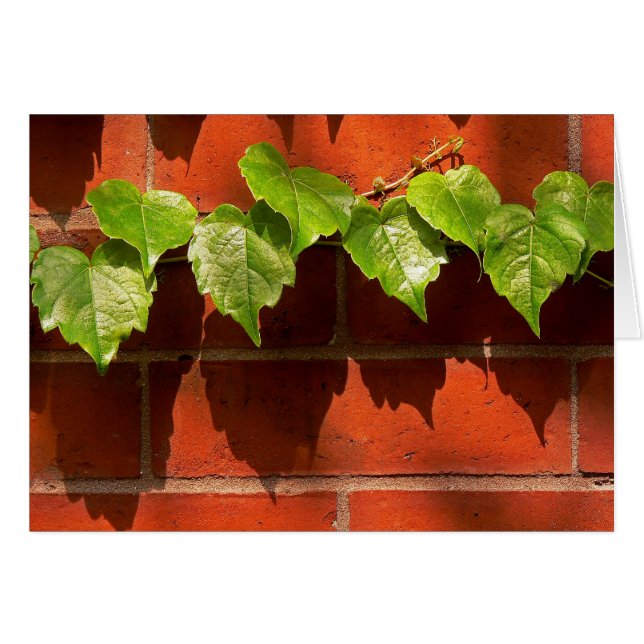 Brick Ivy (Front Horizontal)