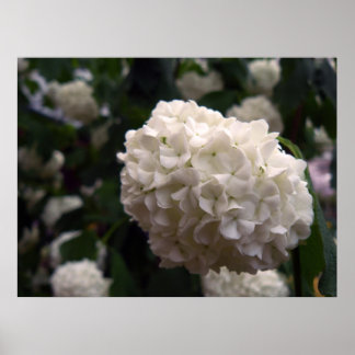 Bridal Flower Poster