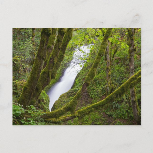 Bridal Veil Falls Postcard (Front)