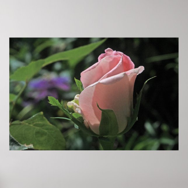 Bride's Dream Rose Bud Poster (Front)