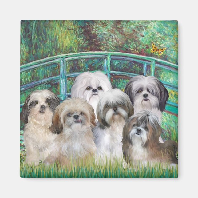Bridge - 6 Shih tzus Magnet (Front)