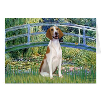 Bridge - American Foxhound