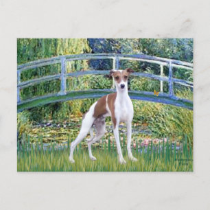 Bridge - Italian Greyhound 7 Postcard