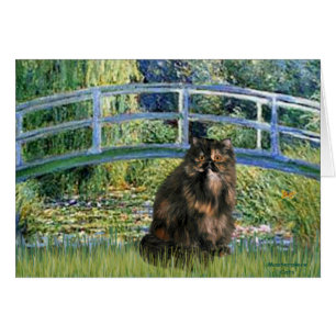 Bridge - Persian Calico cat