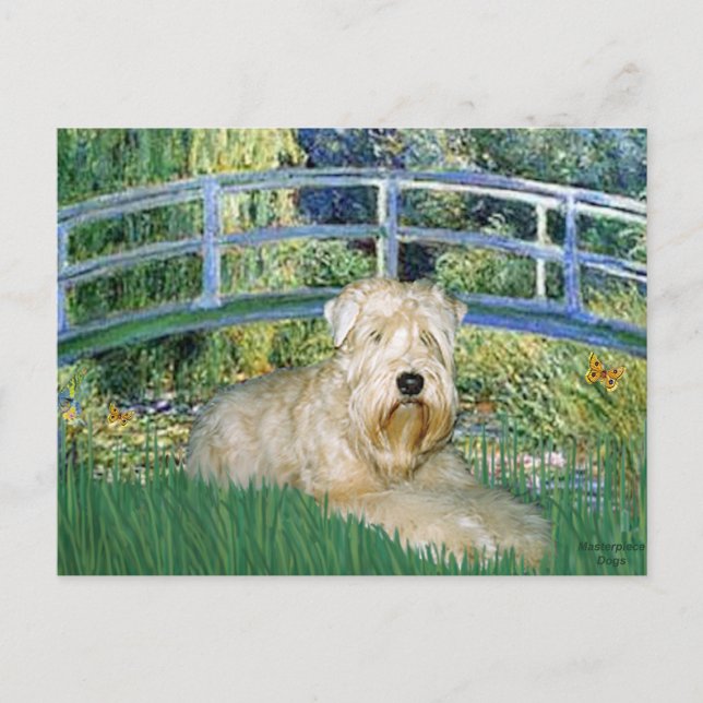 Bridge-Wheaten Terrier 1 Postcard (Front)