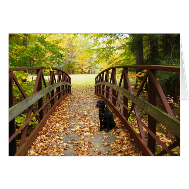 bridge with Cole (Front Horizontal)