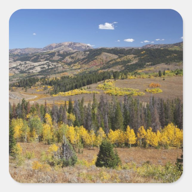 Bridger-Teton National Forest Square Sticker (Front)