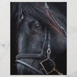 Bridled Black Stallion Face