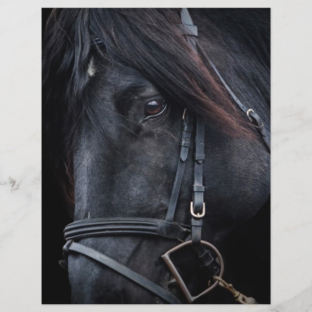 Bridled Black Stallion Face (Front)