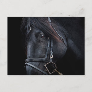 Bridled Black Stallion Face Postcard