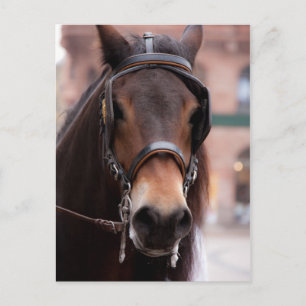 Bridled horse postcard