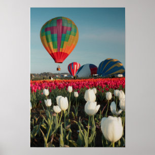 Bright Balloons & Tulips Poster
