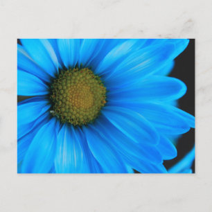 Bright Blue Daisy Postcard