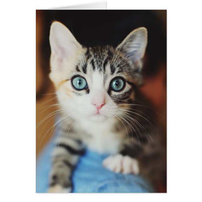 Bright Blue Eyed Kitten (Front)