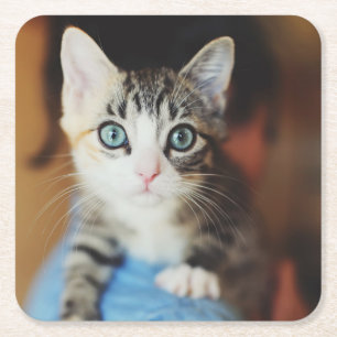 Bright Blue Eyed Kitten Square Paper Coaster