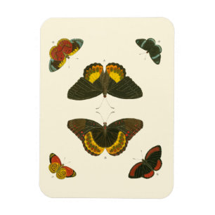 Bright Butterflies by Pieter Cramer Magnet