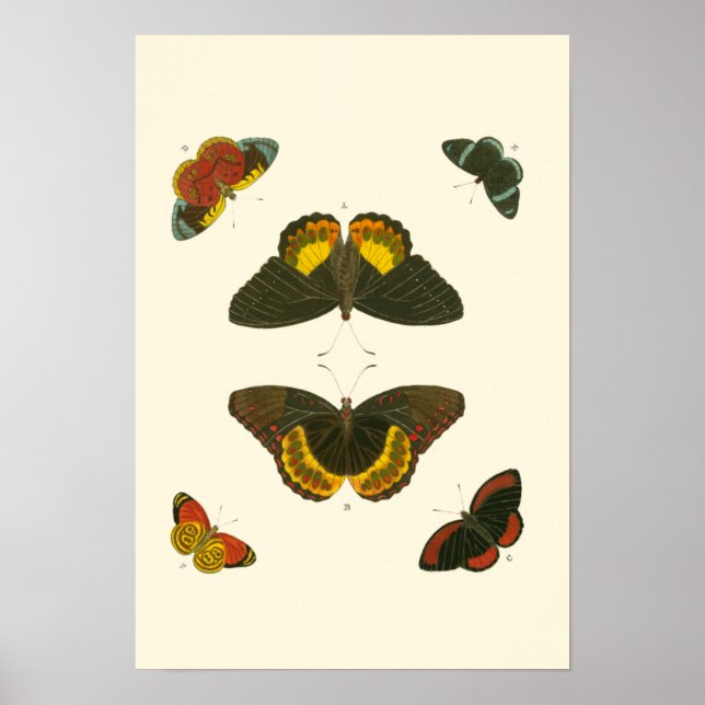 Bright Butterflies by Pieter Cramer Poster (Front)