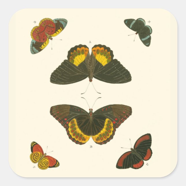 Bright Butterflies by Pieter Cramer Square Sticker (Front)