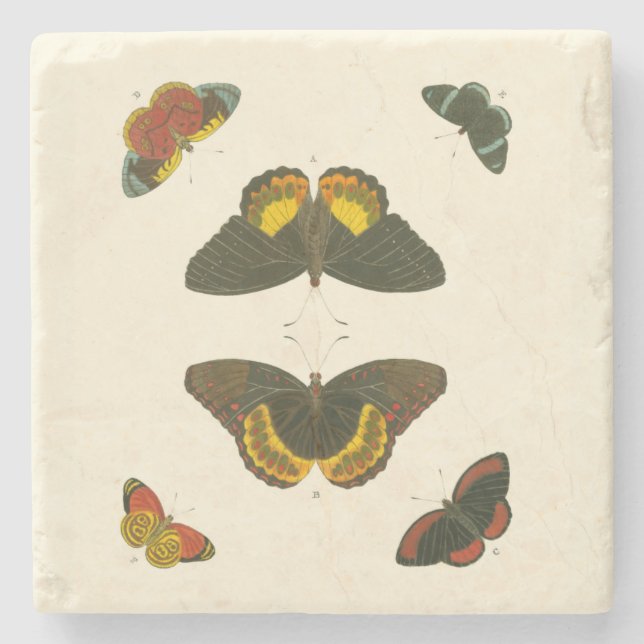 Bright Butterflies by Pieter Cramer Stone Coaster (Front)