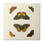 Bright Butterflies by Pieter Cramer Tile<br><div class="desc">These bright butterflies are extremely colourful in their presentation. An amazing piece by Pieter Cramer,  it would make an excellent gift for the nature lover in your life!</div>
