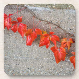 Bright coloured autumn leaves coasters