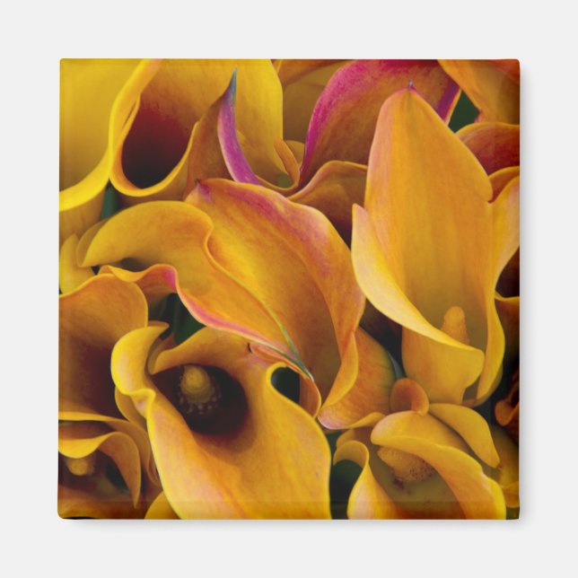 Bright colourful calla lilies at the magnet (Front)