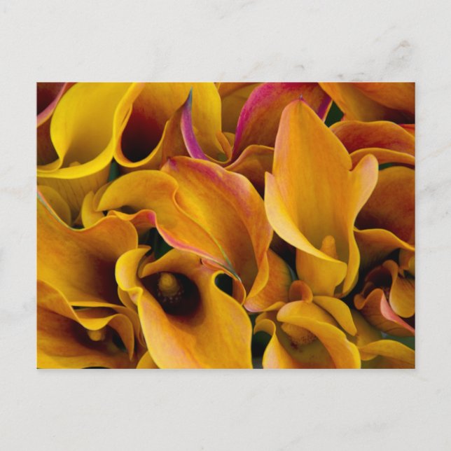 Bright colourful calla lilies at the postcard (Front)