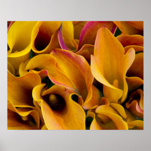 Bright colourful calla lilies at the poster