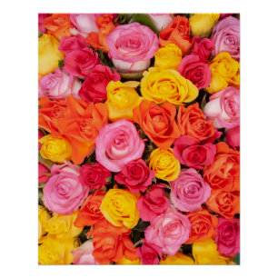 Bright Colourful Roses Pattern Floral Background Poster